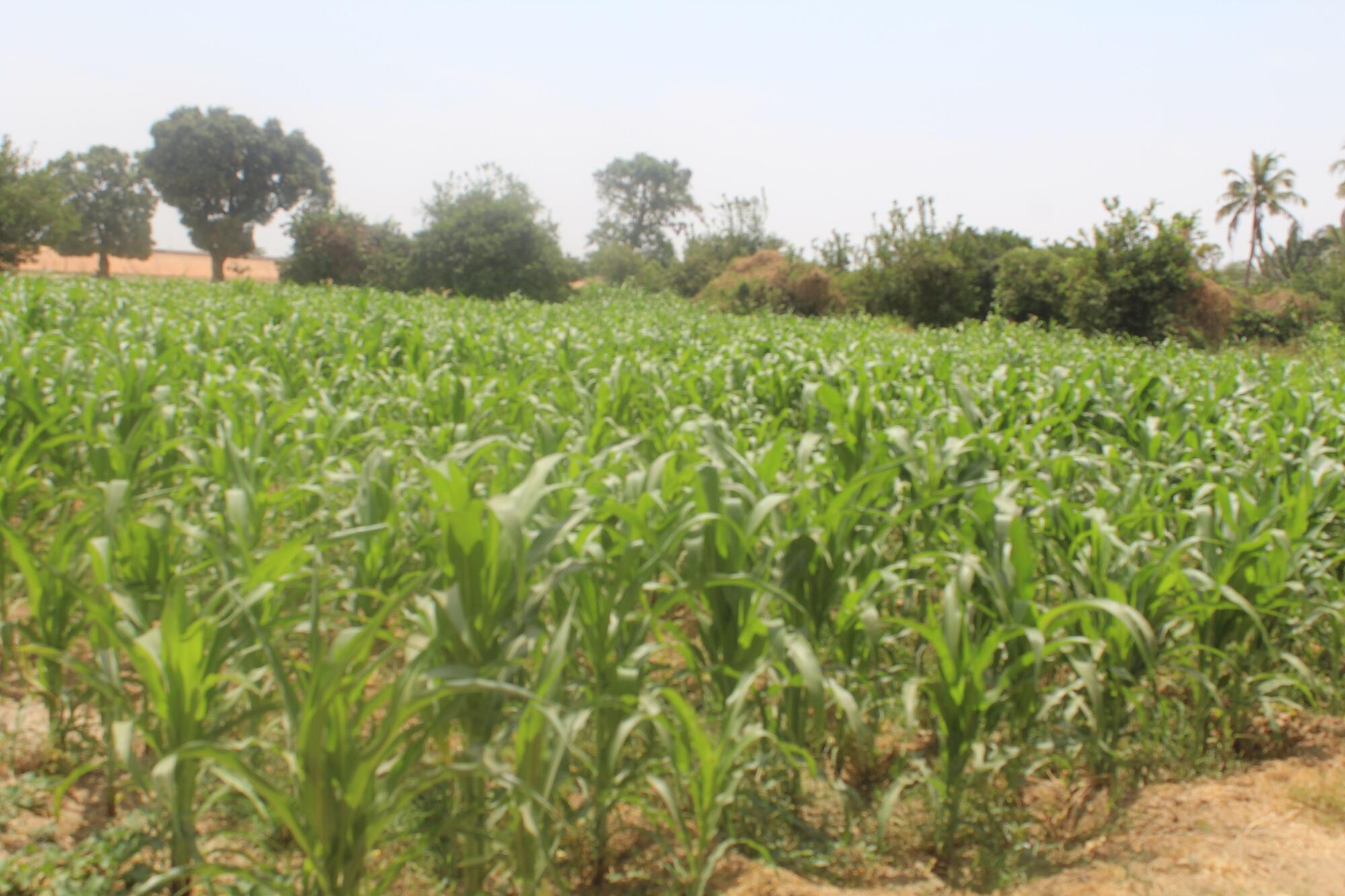 Maize under cultivation on smallholder plots outside Kaduna, Nigeria