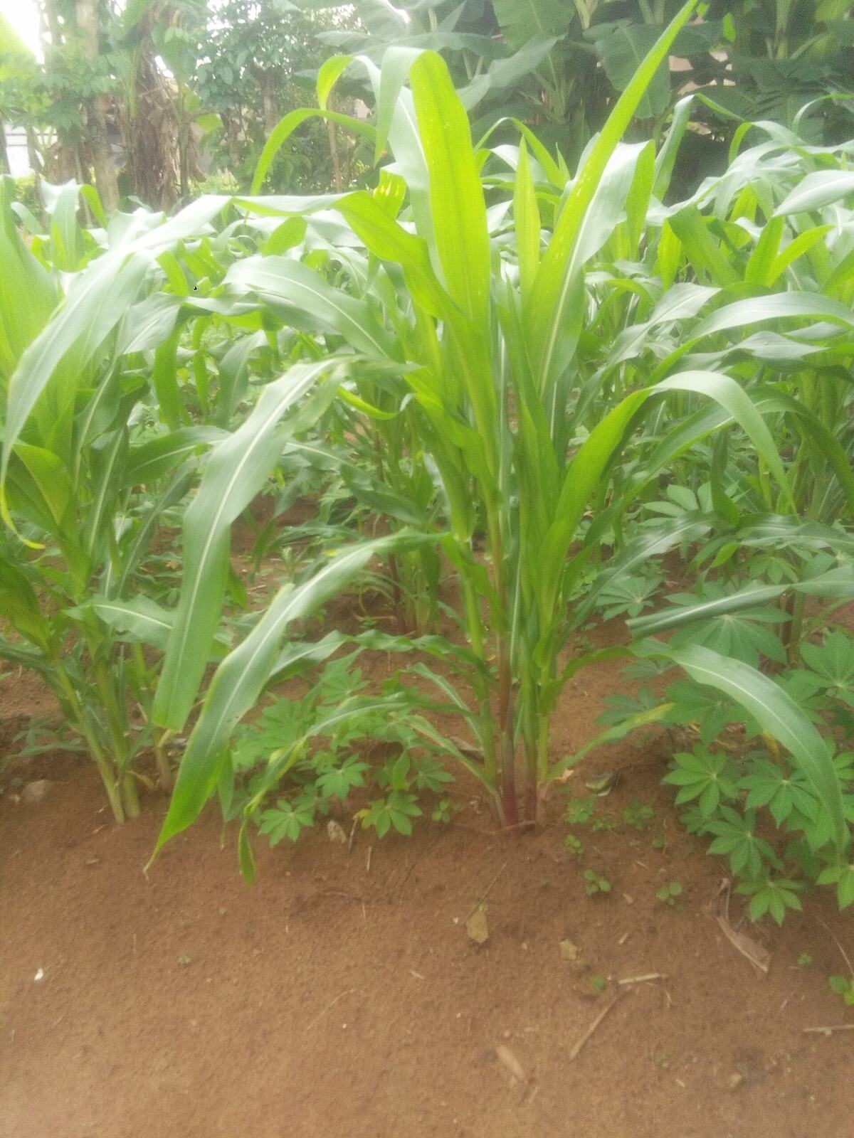 A smallholder plot intercropping maize with cassava